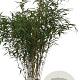 Fargesia robusta 'Pingwu' 100-125 cm 10L