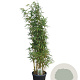 Fargesia robusta 'Pingwu' 125-150 cm 15L