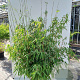 Fargesia robusta 'Pingwu' 200-225 cm 30L