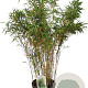 Fargesia rufa 100-125 cm 10L
