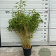 Fargesia rufa 125-150 cm 10L