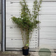 Fargesia rufa 125-150 cm 10L