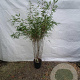 Fargesia rufa 125-150 cm 10L