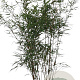 Fargesia scabrida 'Asian Wonder' 125-150 cm 10L
