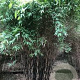 Fargesia 'Schensbossen' 150-175 cm 5,0L