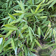 Fargesia 'Winter Joy' 125-150 cm 10L