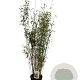 Fargesia 'Winter Joy' 125-150 cm 10L
