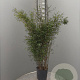 Fargesia 'Winter Joy' 125-150 cm 15L