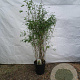 Fargesia 'Winter Joy' 125-150 cm 15L