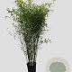 Fargesia 'Winter Joy' 125-150 cm 15L