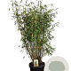 Fargesia 'Winter Joy' 150-175 cm 30L