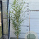 Phyllostachys aureos. 'Spectabilis' 175-200 cm 10L