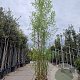 Phyllostachys aurea 250-300 cm 30L