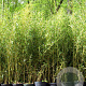 Phyllostachys aureosulcata 400-450 cm 45L