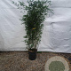 Phyllostachys bissetii 200-250 cm 18L
