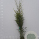 Phyllostachys bissetii 200-250 cm 18L