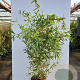 Phyllostachys bissetii 400-450 cm cont. 70L