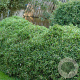 Pleioblastus chino 'Elegantissimus' 20-25 cm 2,0L