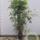 Pseudosasa japonica 250-300 cm 35L