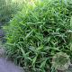 Sasaella ramosa 15-20 cm 2,0L