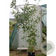 Semi-arundinaria  'Viridis' 300-350 cm 30L