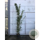 Semi-arundinaria  'Viridis' 80-110 cm  5,0L