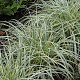 Carex 'Feather Falls' GM P9