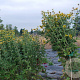 Rudbeckia subt. 'Little Henry' GM P9