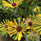 Rudbeckia subt. 'Little Henry' GM P9