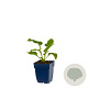 Echinacea p. 'Alba' GM  P11