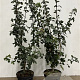 Acer campestre 100-125 cm 7,5L solitair