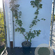 Acer campestre 100-125 cm 7,5L solitair