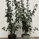 Acer campestre 100-125 cm 7,5L solitair