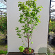 Acer griseum 100-125 cm cont. 55L meerstammig