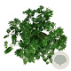 Acer japonicum 'Aconitifolium' 60-80 cm 10L