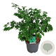 Acer japonicum 'Aconitifolium' 60-80 cm 10L
