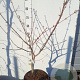 Acer japonicum 'Aconitifolium' 80-100 cm 15L