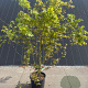 Acer palmatum 125-150 cm 20L