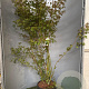 Acer palmatum 125-150 cm 20L