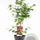 Acer palmatum 60-80 cm 5,0L