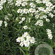 Achillea ptarmica GM P9