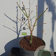 Acer shirasawanum 'Aureum' 20-25 cm 5,0L