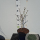 Acer shirasawanum 'Aureum' 25-30 cm 5,0L