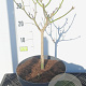Acer shirasawanum 'Aureum' 30-40 cm 5,0L