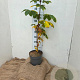 Aesculus hip. 'Baumannii' 80-100 cm 7,5L