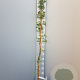 Akebia quinata 150-175 cm 5,0L