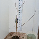 Albizia julibr. 'Summer Chocolate' 125-150 cm 10L