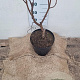 Catalpa bignonioides 'Aurea' 80-100 cm 7,5L