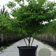 Cornus alternifolia 200-250 cm 35L solitair meerstammig