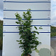 Corylus avellana 100-125 cm 7,5L solitair
